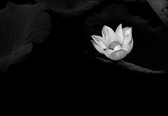 《庄子》：水无波则平，心无念则清