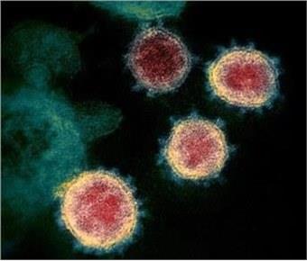 新冠病毒源头可能永远找不到？高福、童贻刚团队发文谈溯源之难