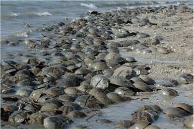 存活了四亿年没有天敌，直到被人类发现，一升血的价格超十万元