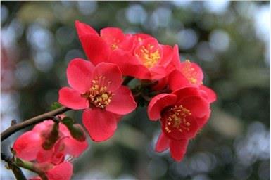 元好问写海棠花，短短四句诗，充满人生大智慧