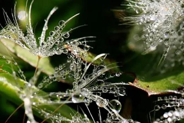 白居易的千古名篇《暮江吟》，到底存在哪些问题，为何会引发争议？