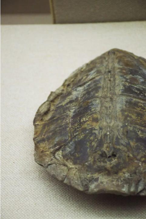 交配时1对乌龟惨变化石，最尴尬的是，4700万年后还得被人围观