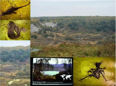 交配时1对乌龟惨变化石，最尴尬的是，4700万年后还得被人围观