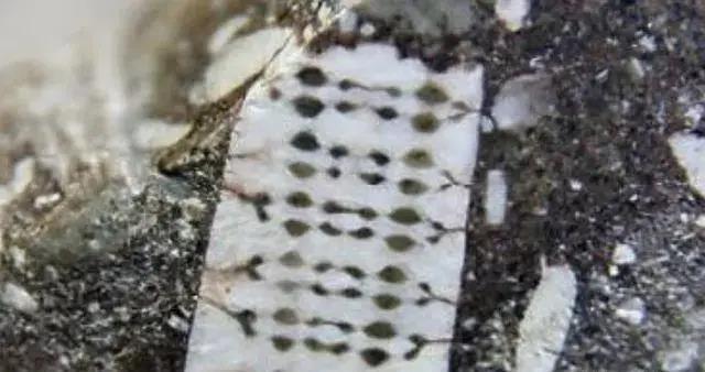 俄罗斯渔民意外打捞“芯片”，来自2.5亿年前，地球文明在循环？