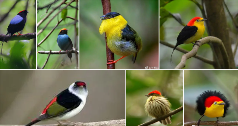 美的失控：畸形审美的起源