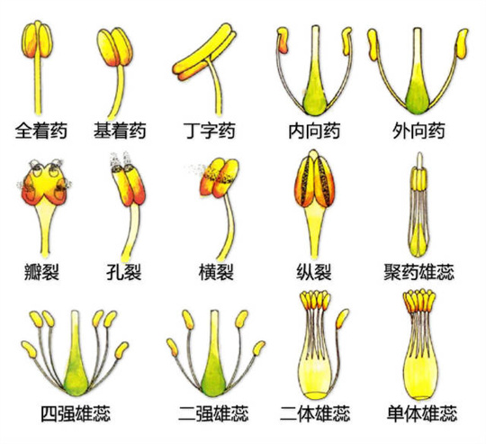 超全植物形态图解，教你速成植物小达人！（珍藏版）