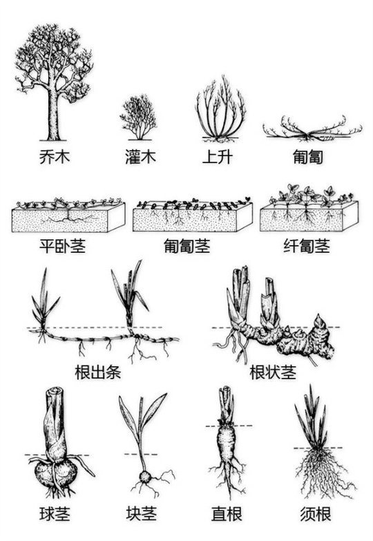 超全植物形态图解，教你速成植物小达人！（珍藏版）