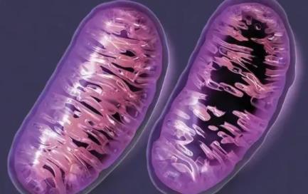 科学家猜想：人类祖先其实是鱼，从鱼到“我们”，过程大概是这样