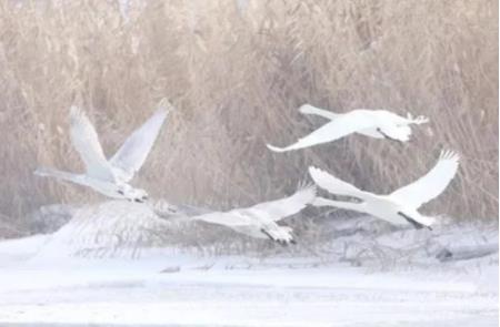 苏轼最难超越的一首诗，开篇两句就写透了人生，送给身处逆境的人