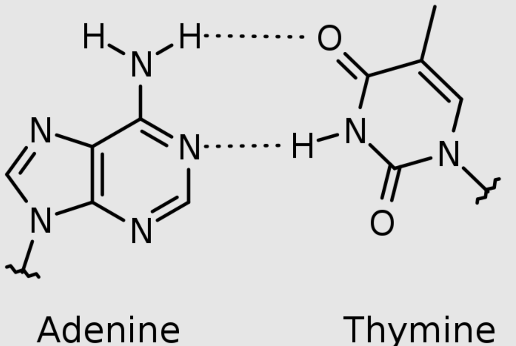 第一个中国人从何而来？科学家的研究成果，揭示中国人的起源？