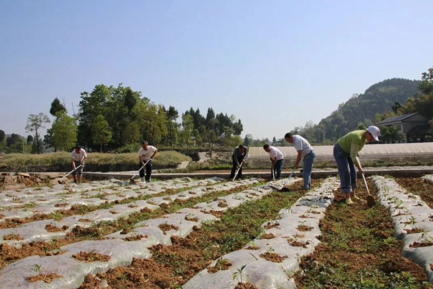 村干部是不是干部？武大教授：村干部一旦公务员化，后果不可想象